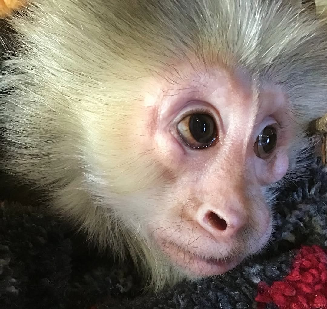 PocketsWarhol's tweet image. I often gaze at the stars and wonder what they‘re for⭐️🌌🐵
