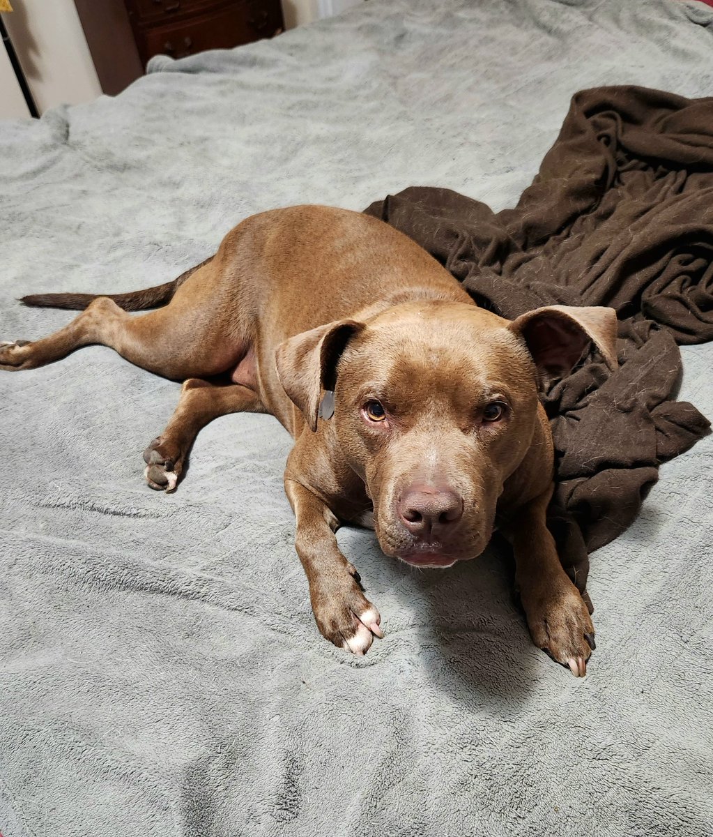 MagicalBuffet's tweet image. Reasons I don't get shit done:
1. My health.
2. Stuck staring at how adorable Sarah is.
#sarahthepitbull