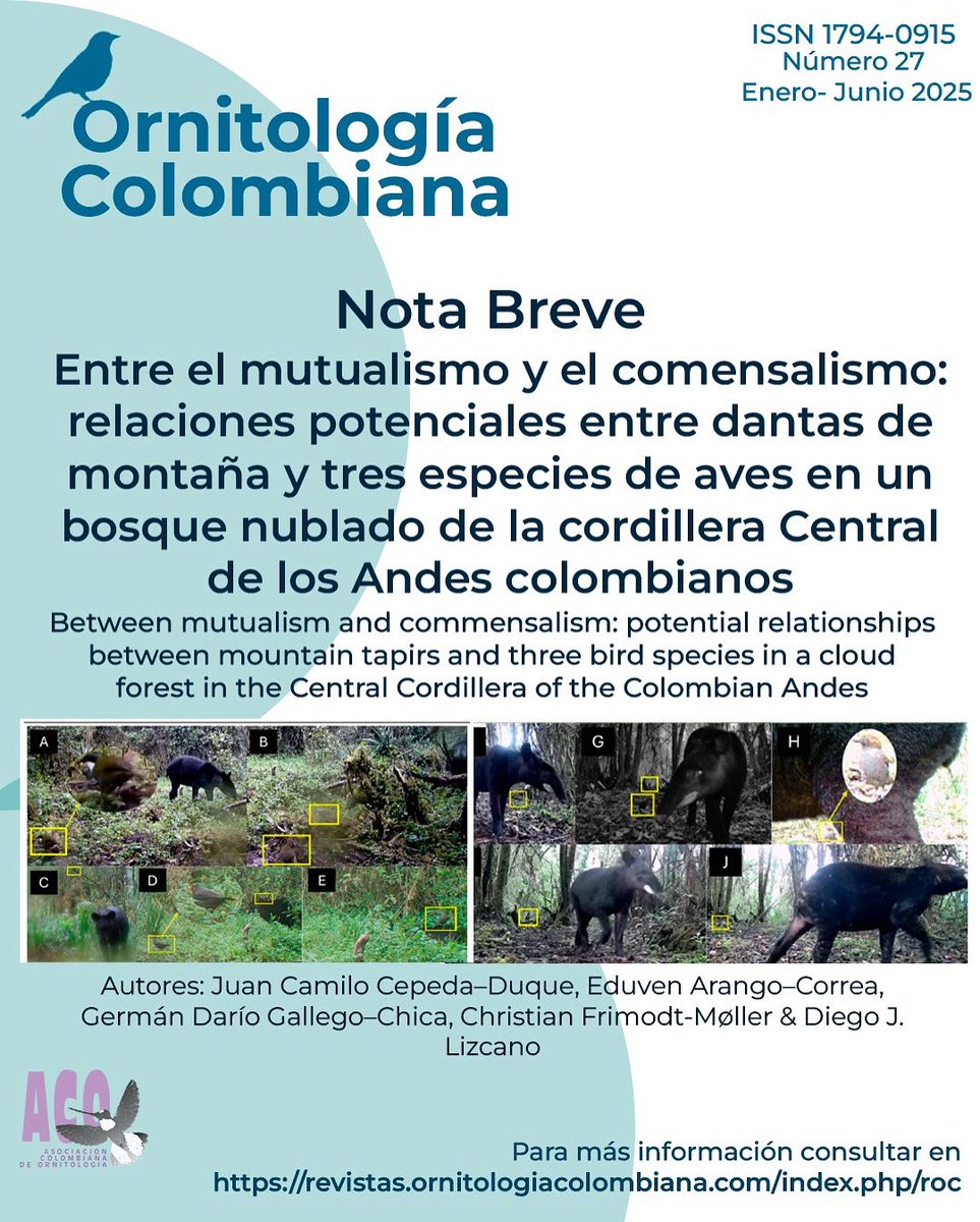 Usando cámaras trampa se reportaron varios eventos de dantas de montaña (Tapirus pinchaque) interactuando con tres especies de aves nativas 🐦‍⬛ en la Reserva Natural WILD Campo Alegre. Entérate de más en revistas.ornitologiacolombiana.com/index.php/roc