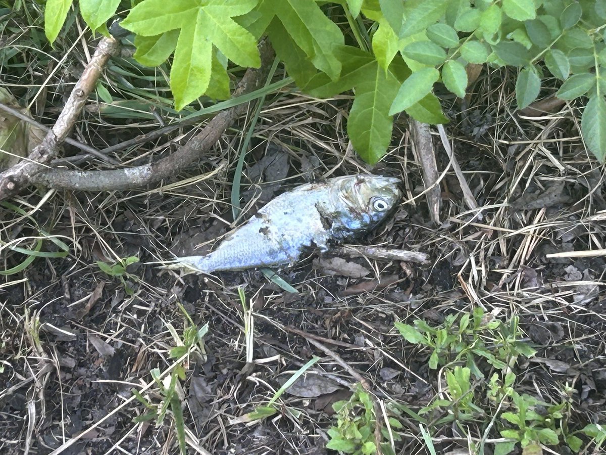 PrinceofNature9's tweet image. Osprey dropped a fish