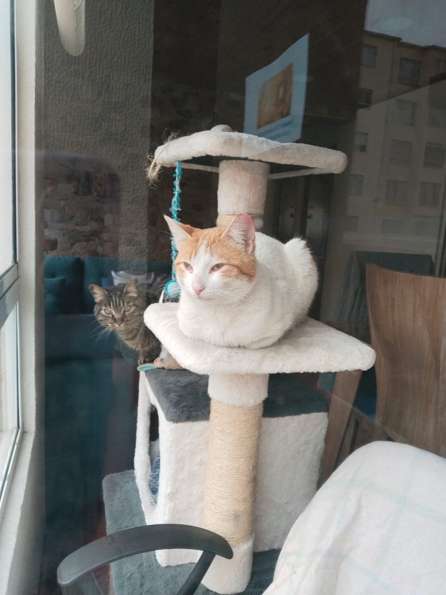 ivromoga07's tweet image. Buenas... Vengo a buscar ayuda para Mateo, un gatico que mi mamá rescató y ha cuidado con mucho amor, pero desafortunadamente no lo puede tener. Los vecinos han amenazado con envenenarlo. Ya está castrado y con sus vacunas. Ayuda @Marce_Tabares @MONYRODRIGUEZOF @ByCosmica