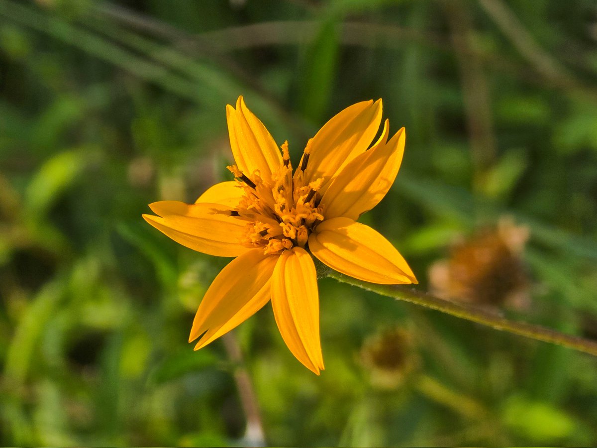 312Will's tweet image. Can't say I recall a lot of flowers blooming in Central Texas on July 20th in previous years. 🌼