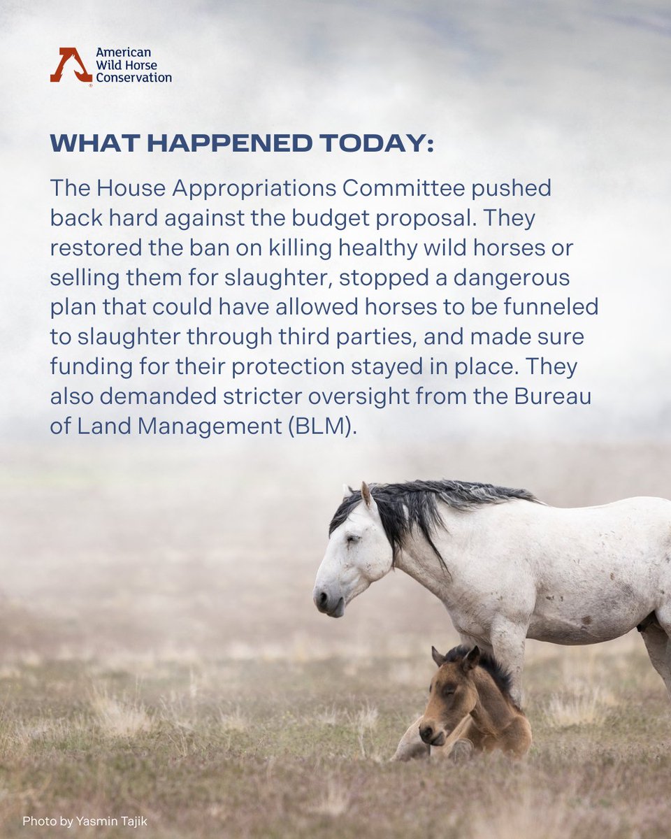 FreeWildHorses's tweet image. BREAKING: Today, the House Appropriations Committee pushed back! 💪 🎊 They:
✅ Restored the ban on killing wild horses
✅ Blocked a dangerous loophole that could increased slaughter
✅ Maintained critical funding for humane birth control
✅ Demanded more oversight from the BLM