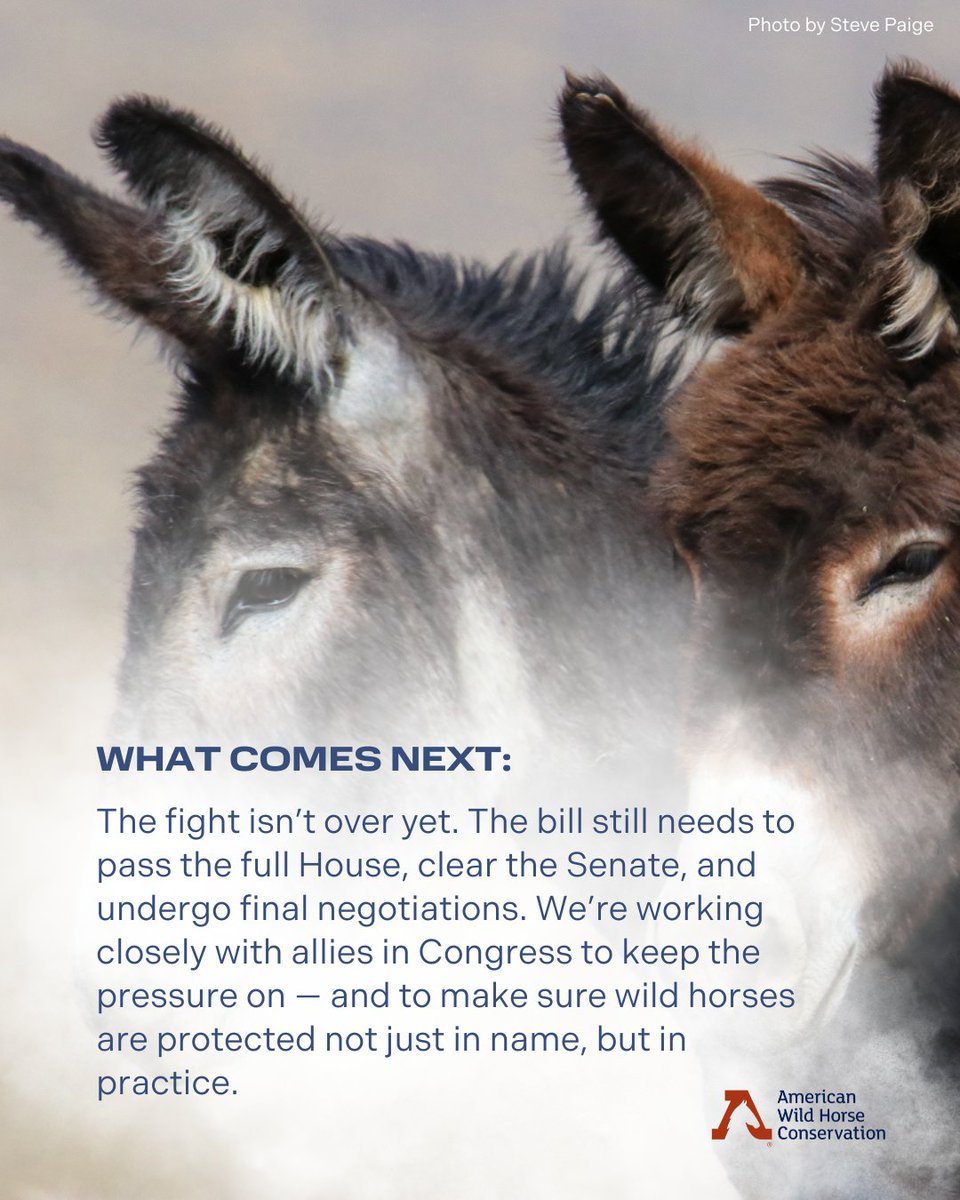 FreeWildHorses's tweet image. BREAKING: Today, the House Appropriations Committee pushed back! 💪 🎊 They:
✅ Restored the ban on killing wild horses
✅ Blocked a dangerous loophole that could increased slaughter
✅ Maintained critical funding for humane birth control
✅ Demanded more oversight from the BLM