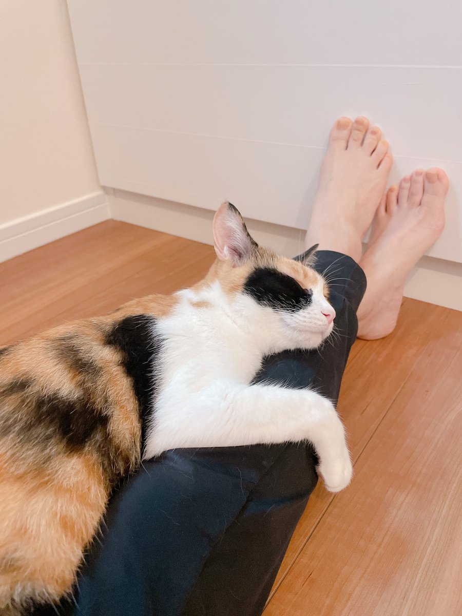 GUuNEMU_PACHI's tweet image. 