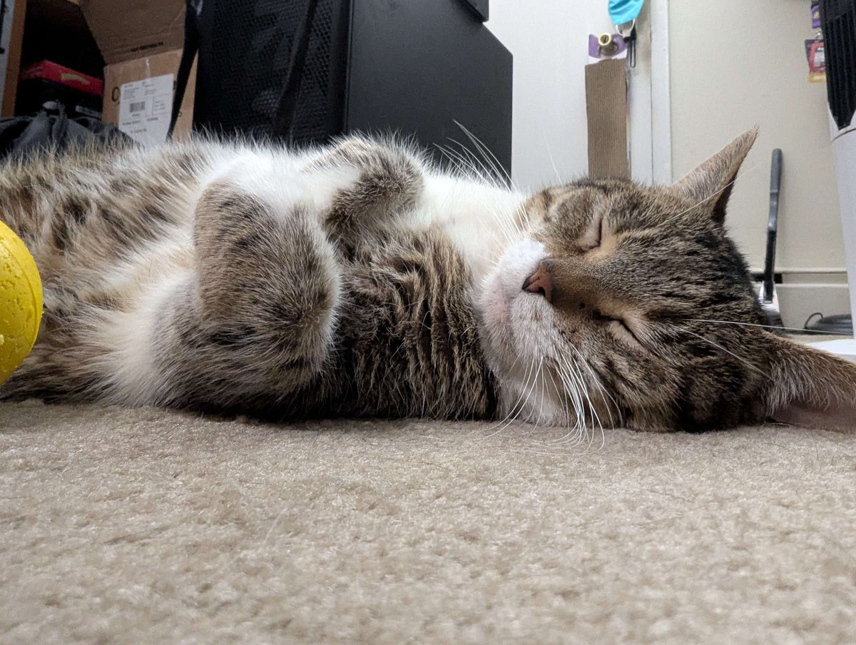 My cat Mog really leads a rough life here