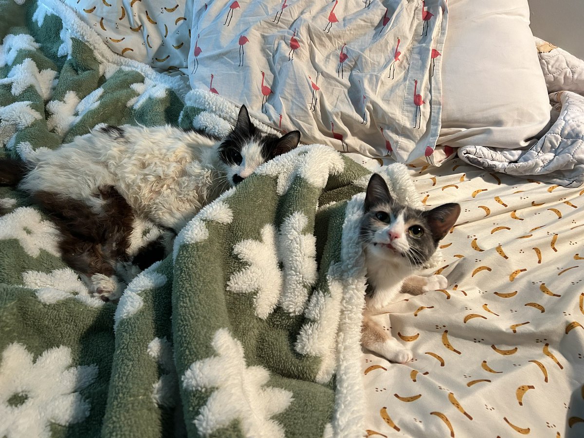 oreoeocat's tweet photo. Came home to this earlier https://t.co/zyILIjdwdl