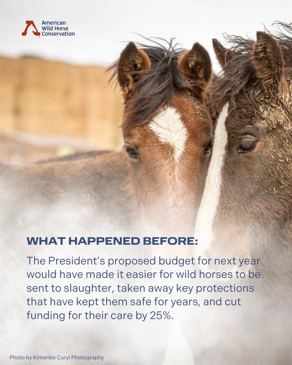 FreeWildHorses's tweet image. BREAKING: Today, the House Appropriations Committee pushed back! 💪 🎊 They:
✅ Restored the ban on killing wild horses
✅ Blocked a dangerous loophole that could increased slaughter
✅ Maintained critical funding for humane birth control
✅ Demanded more oversight from the BLM