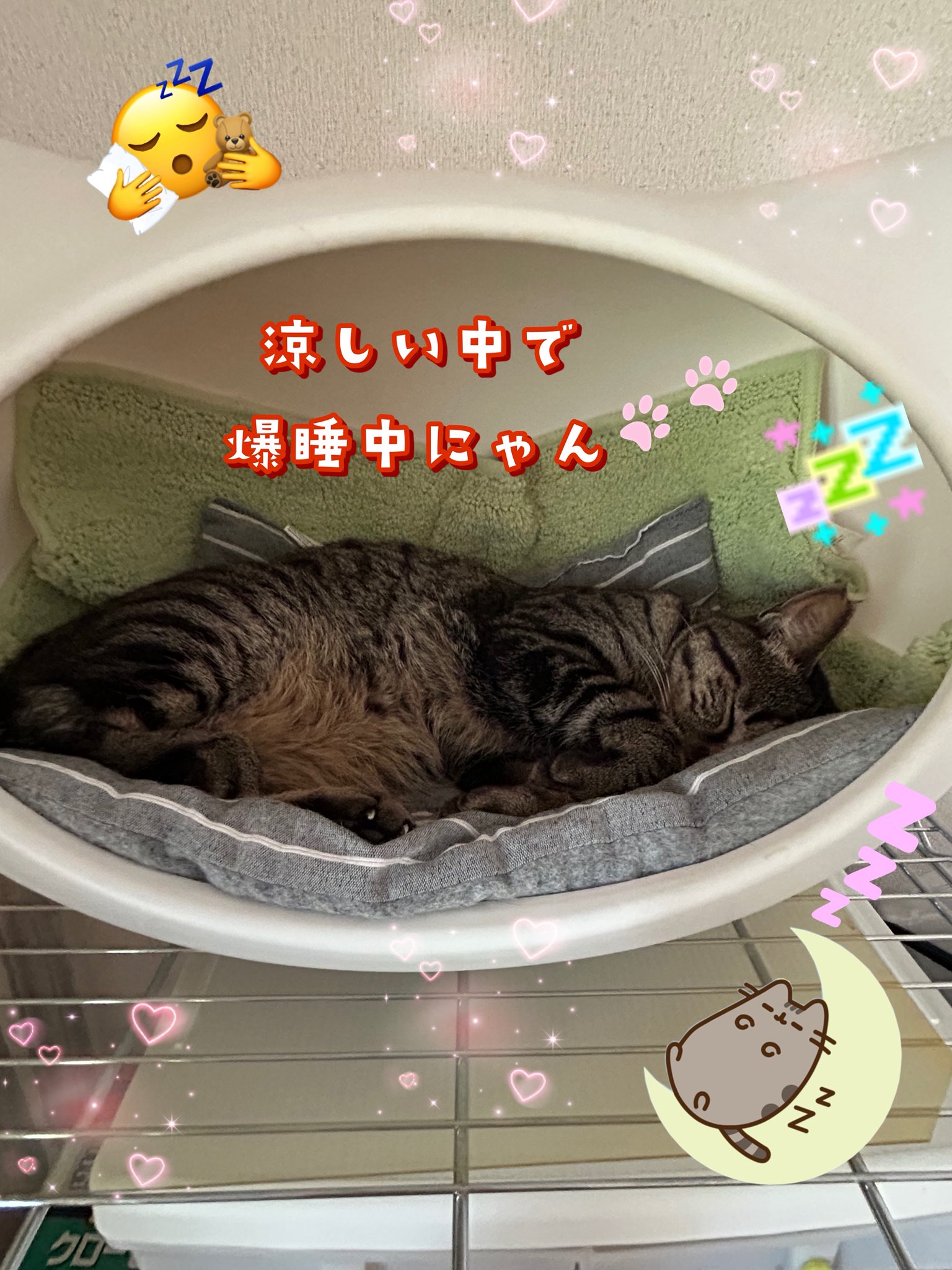 ねこずく★フォロー割引 ひろ🐈‍⬛🐾 on X: 