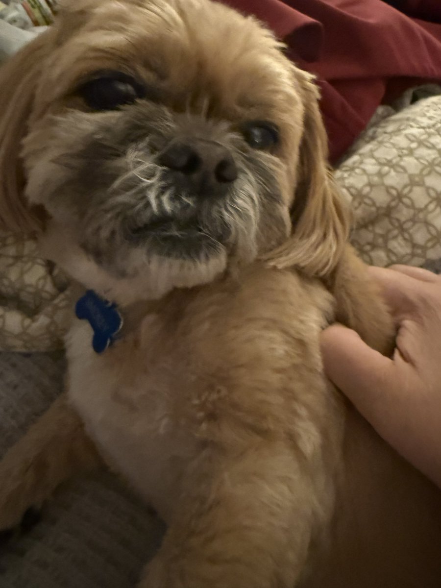 Is it possible to love your dog too much? 

No.