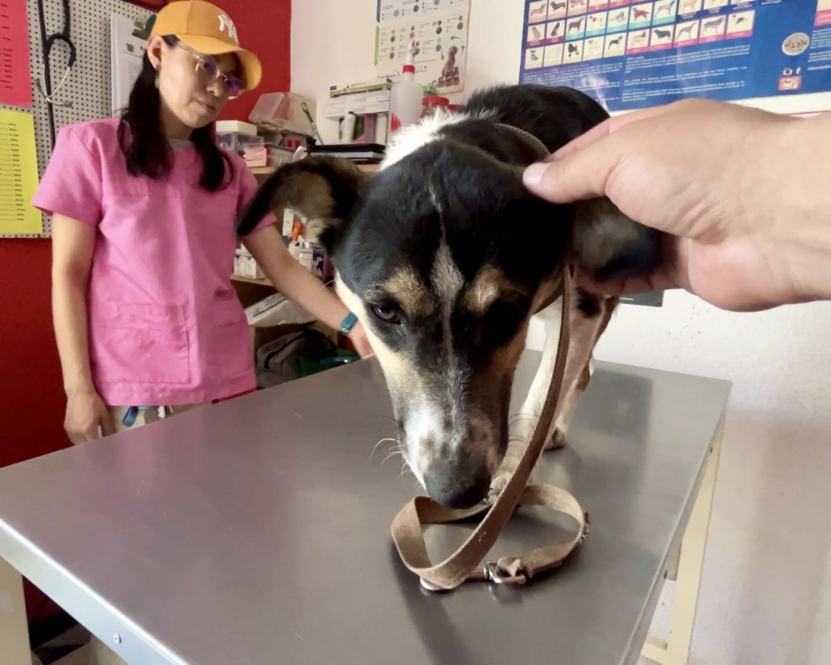MapacheRex's tweet image. Le puse OZZY! 🐕
Fui por esta perrita que me reportaron atropellada en un camellón. Estaba debajo de un panal y nos picaron las 🐝 . Tiene la pata fracturada. Esta recuperación será algo costosa así que si quieres un dibujo de tu mascota, este es el momento! #RescateAnimal