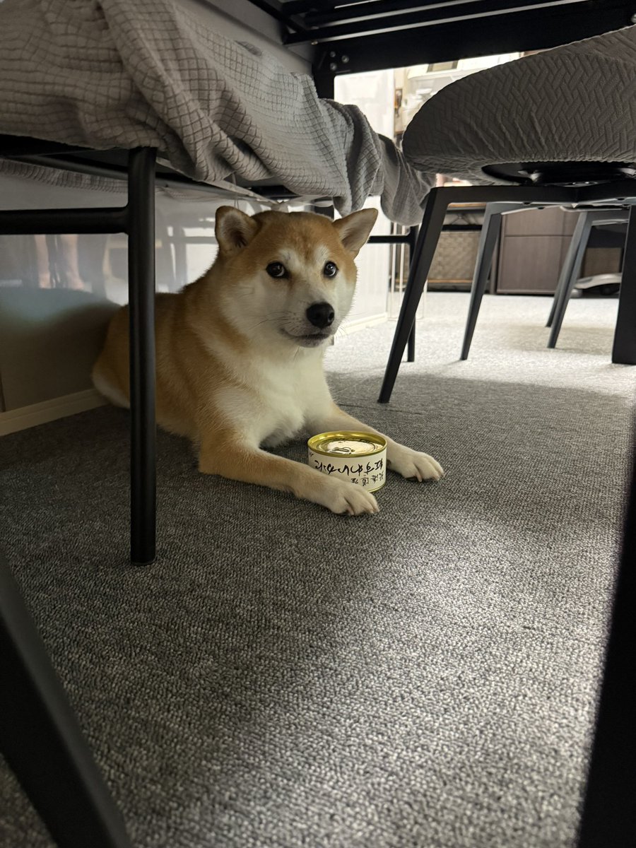 柴犬が好き お行儀良くハイポーズ‼️ ＃柴犬の魅力を発信＃海田犬舎
