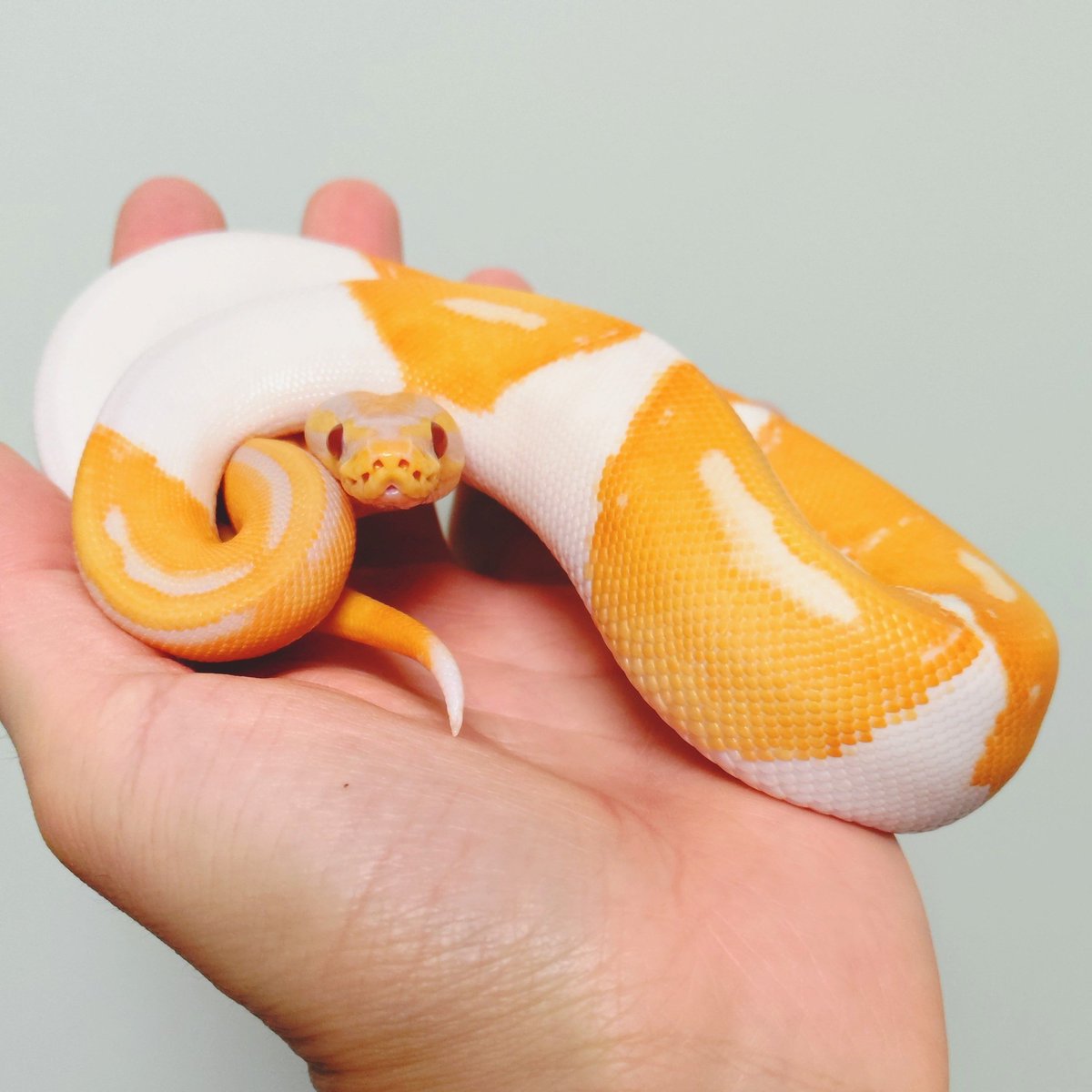 wanted_to_pet's tweet image. 今朝のメンテはメム🐍
ゴハン貰えると思ったら、外に連れ出されて困惑してる😅
#ボールパイソン
ドリームシクル