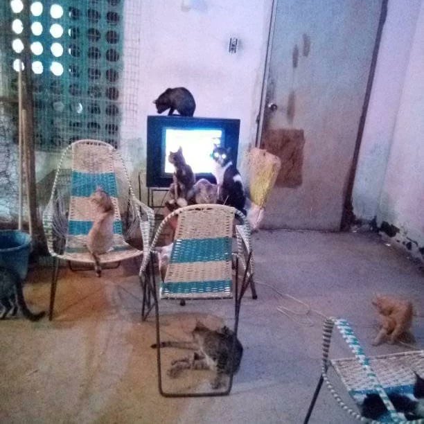 Alberguenieves's tweet image. Ellos también ven la tele