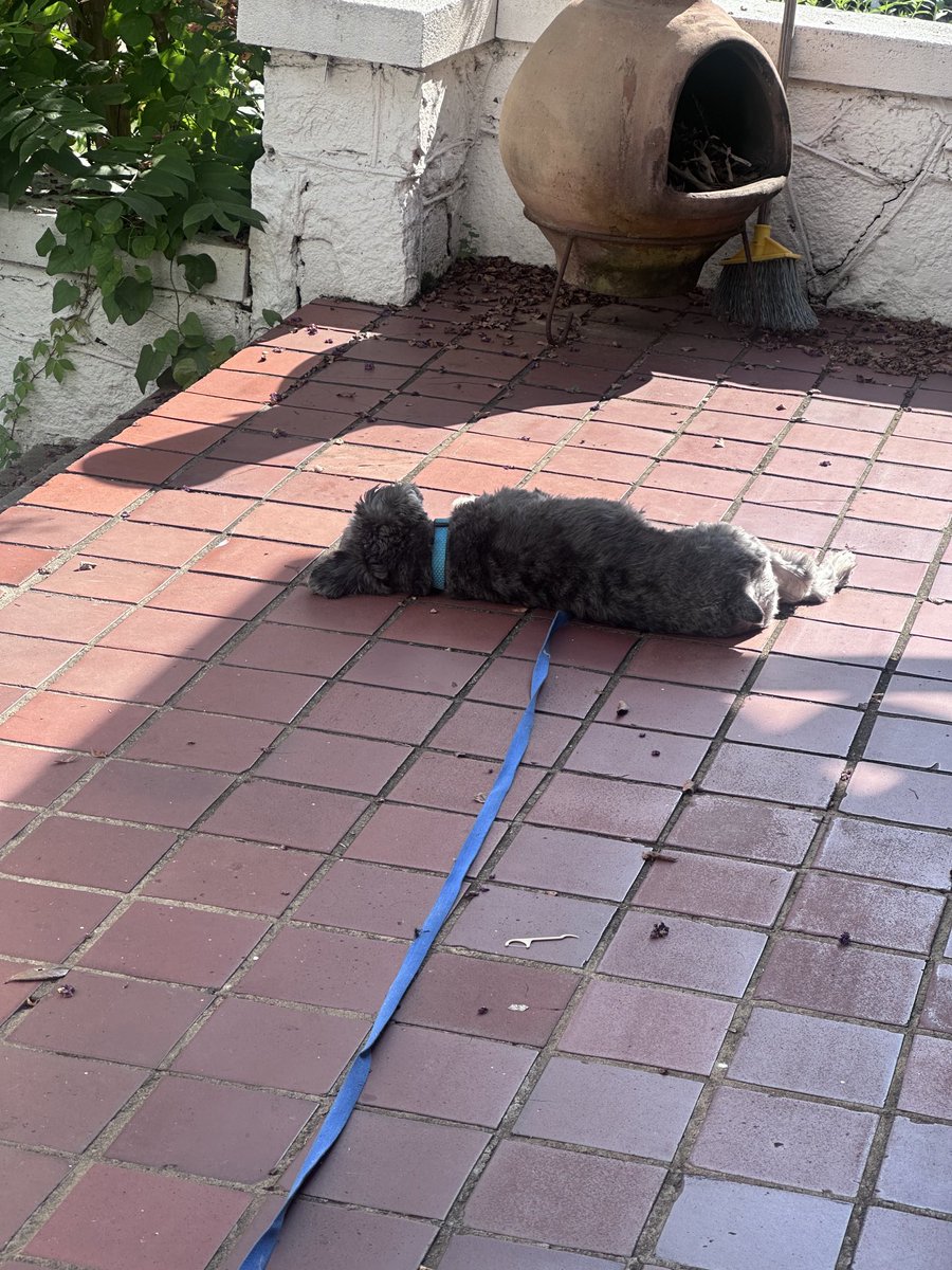 aliner's tweet image. The boi is an absolute baller when it comes to laying in patches of sunlight.