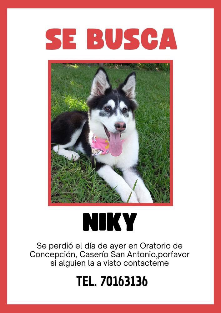 DameTuPatasv's tweet image. Se busca 🙏🏻💔