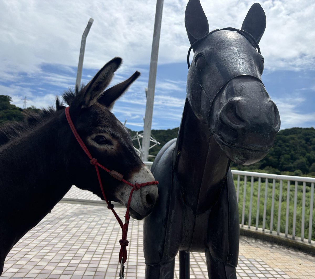 taromar_u's tweet image. 【旅を振り返る28】
2024年8月、北海道新ひだか町。日本最大の馬産地をロバと歩くのは、楽しみと同時に、牧場関係者に迷惑がられるかもしれないという心配もあった。しかし、いざ行ってみると、毎日様々なおもてなしを受けた。日高地方はたぶん、フォロワーさんの密度が一番高い場所……