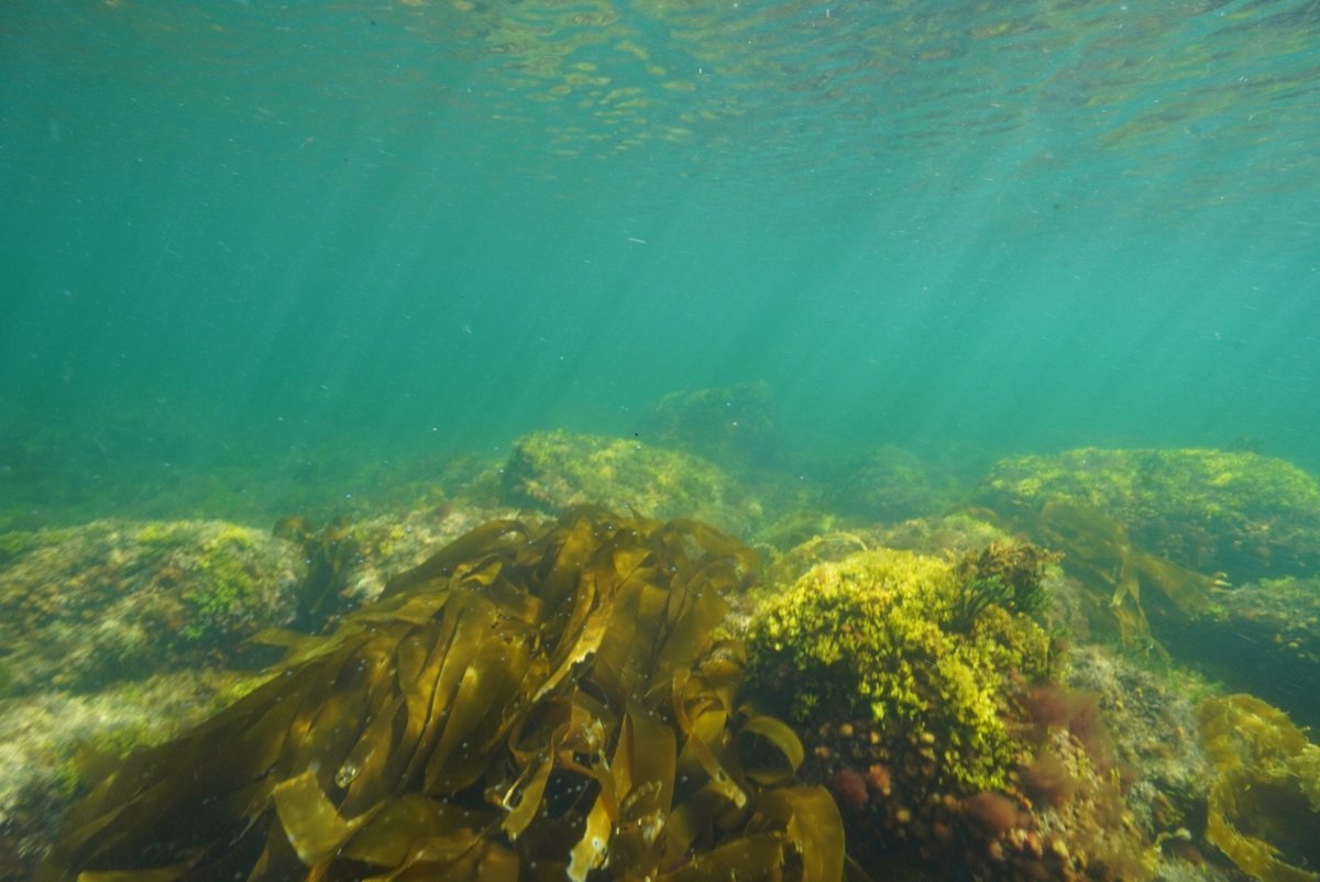 NSwilderness's tweet image. Today we deployed an acoustic receiver from @OceanTracking and did 3 biodiversity surveys. Freedivers assessed kelp beds and eelgrass ecosystems. A good day 👍