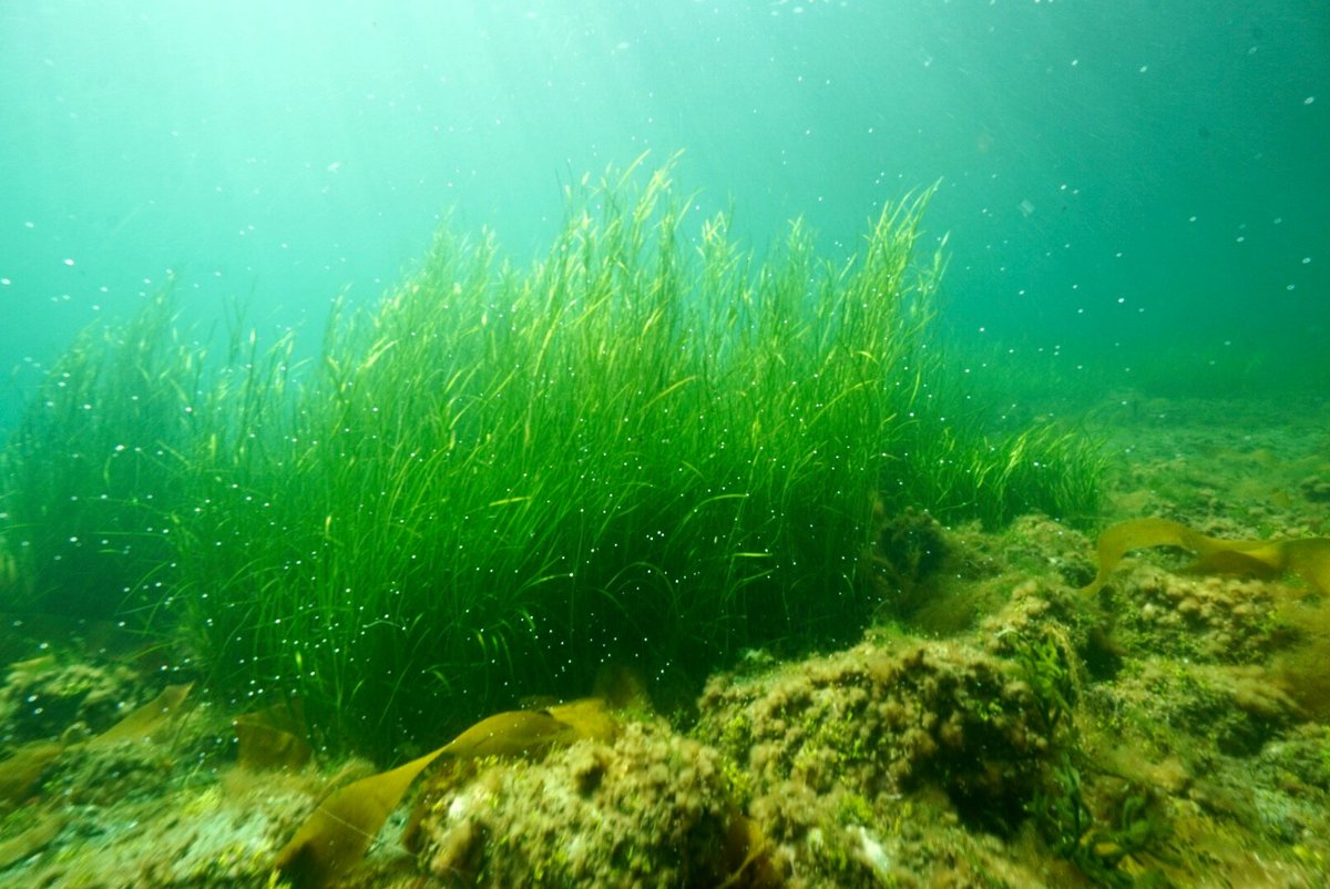 NSwilderness's tweet image. Today we deployed an acoustic receiver from @OceanTracking and did 3 biodiversity surveys. Freedivers assessed kelp beds and eelgrass ecosystems. A good day 👍