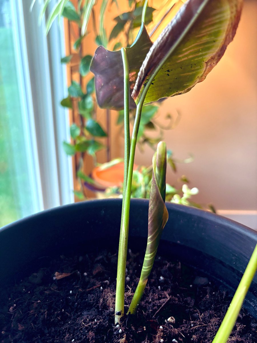 Our calathea ornata got attacked by spider mites, &amp; apparently our crazy hard water was also killing it.

Cut back everything but the two healthiest stems, flushed the soil, switched to (supplemented) distilled water. Months later, the first perfect leaves are about to unfurl :)
