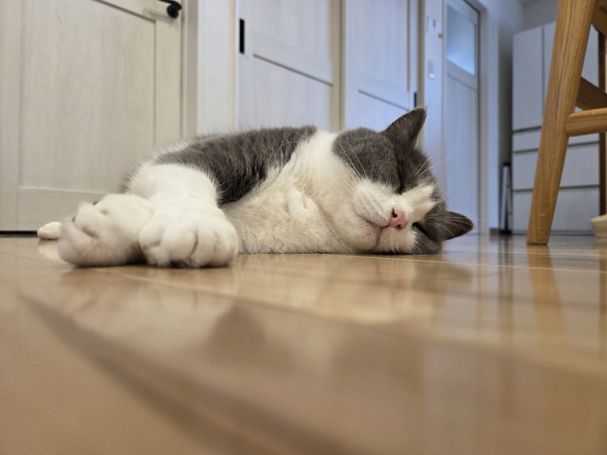 はちねこ様 fit=scale-down,w=1200