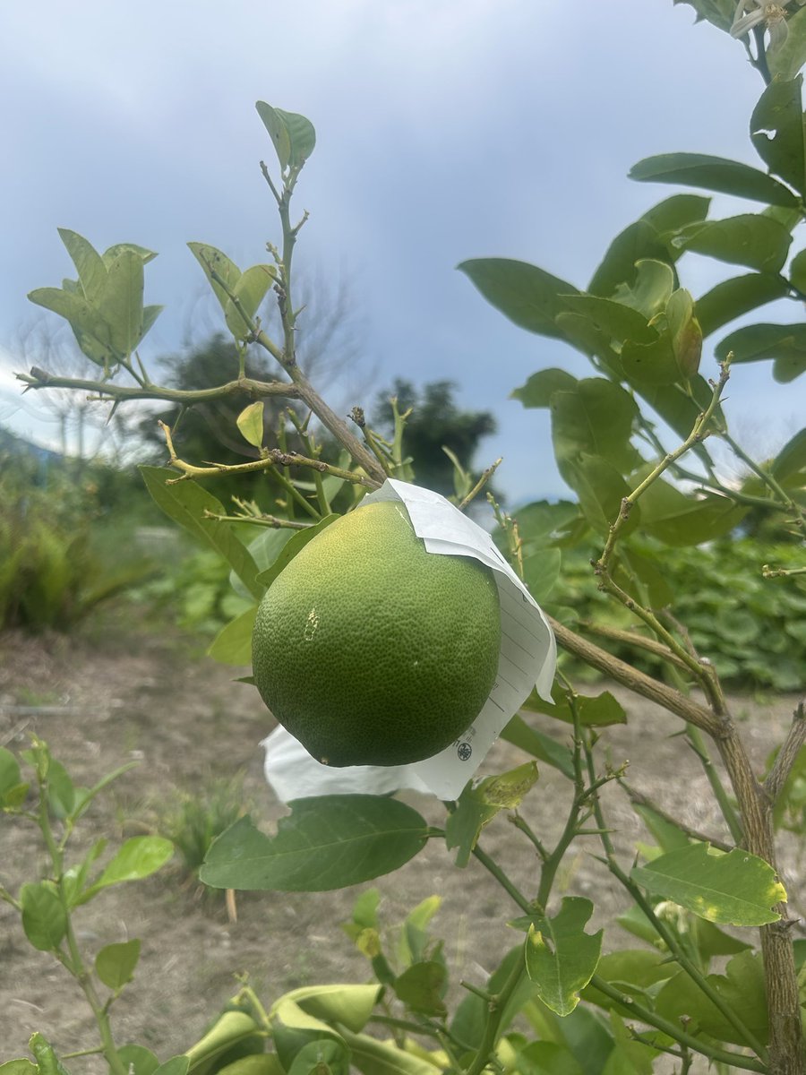 山梨のレモン🍋
