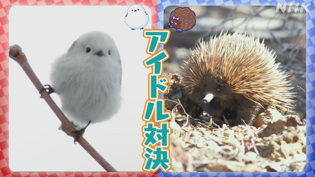 nhk_darwin's tweet image. \Eテレで放送中!ダーウィン夏休みSP/
「ダーウィン!生きものバトルマスターズ」
次回は【アイドル対決】
雪の妖精シマエナガと
モテモテのハリモグラが
究極の胸キュン技を披露します!
24日(木)Eテレ あさ9時45分から。
#ダーウィンが来た #ダーバト