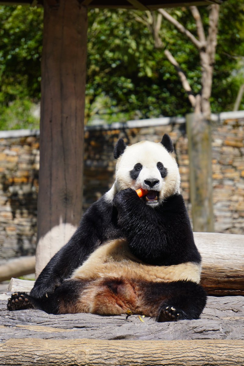 We’re so excited to visit Bei Bei, Tai Shan, Bao Bao, and Xiao Qi Ji this weekend!  Don’t miss out on this amazing experience! Virtual Tour Sign-Up: mypandatours.com/collections/al…
“TOUR #170•Wolong Panda Base• Saturday 28 June, 9:30PM (Times in EDT)”