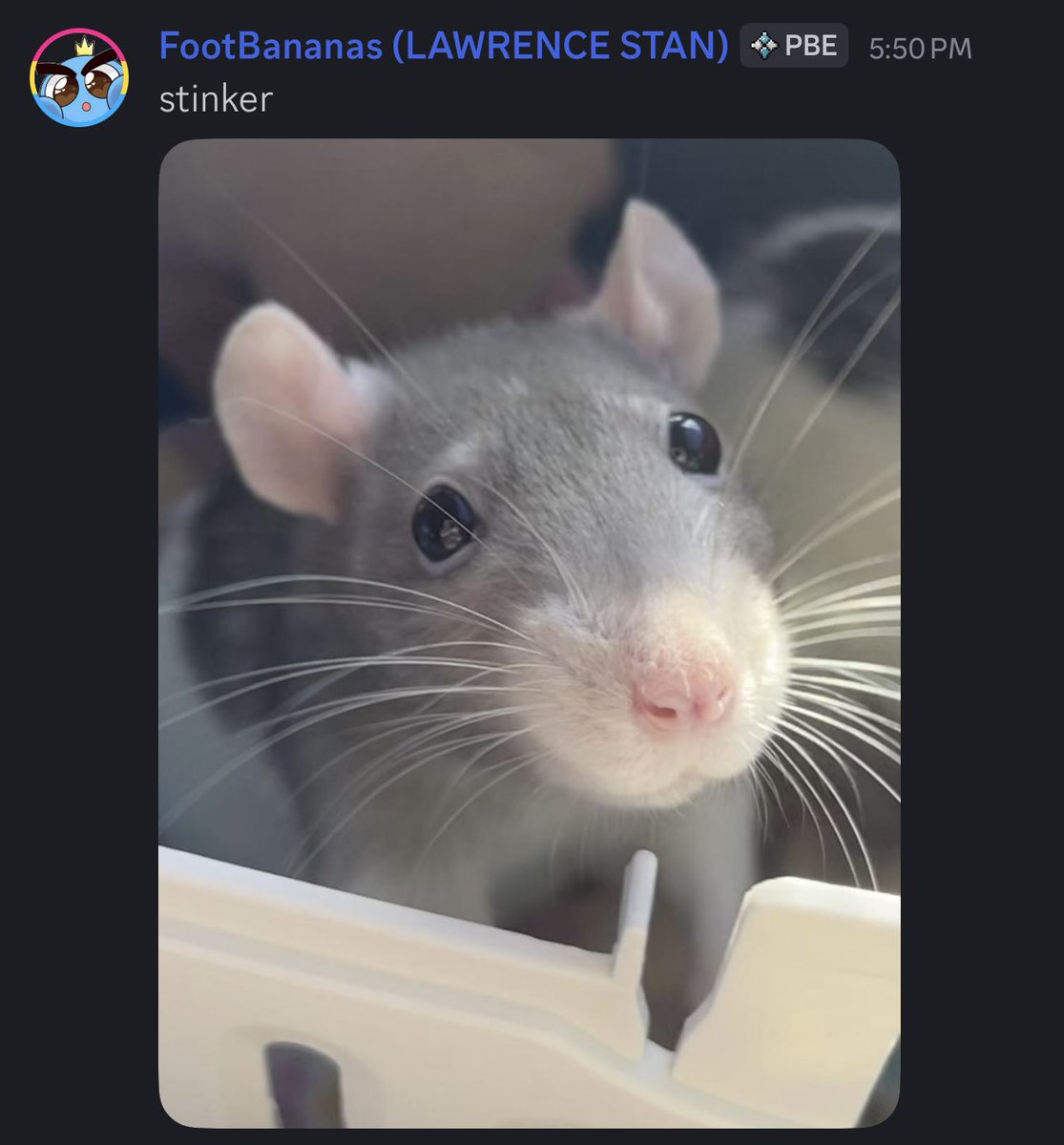 LdtvYT's tweet photo. hi quick question @ChuckECheese (big fan btw)

do you think Mr. Chuck himself would be debatably better than my friend’s rats? 

asking for standpoint advice :3 https://t.co/ANOUjux8v3