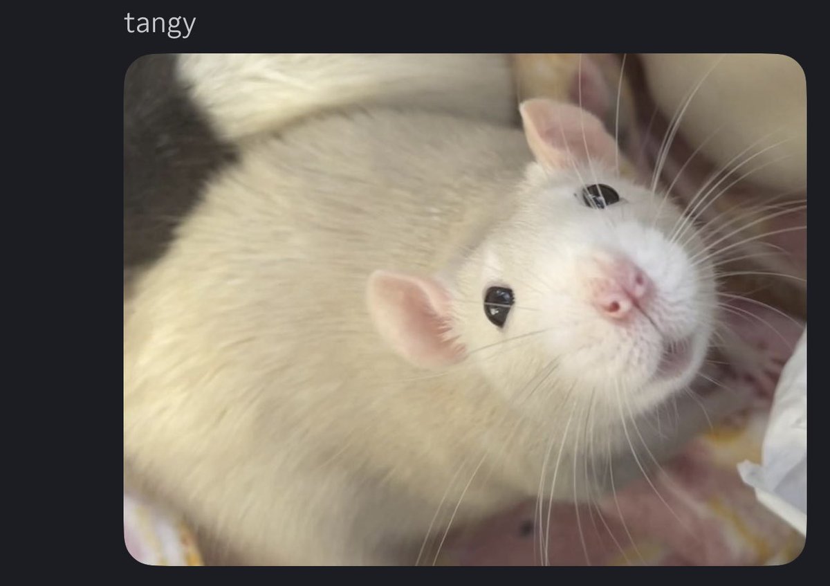 LdtvYT's tweet photo. hi quick question @ChuckECheese (big fan btw)

do you think Mr. Chuck himself would be debatably better than my friend’s rats? 

asking for standpoint advice :3 https://t.co/ANOUjux8v3