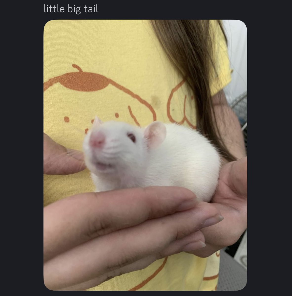 LdtvYT's tweet photo. hi quick question @ChuckECheese (big fan btw)

do you think Mr. Chuck himself would be debatably better than my friend’s rats? 

asking for standpoint advice :3 https://t.co/ANOUjux8v3