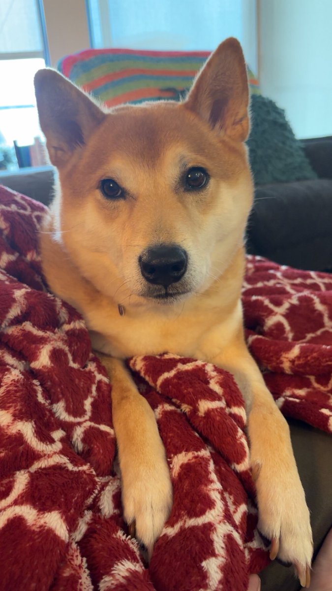 rock_chalk_sara's tweet image. 28 hours and my little guy is still missing and I can’t breathe. I’ve spent hours looking.
Please let me know if you know anything. 101st/Antioch area in Overland Park, KS.