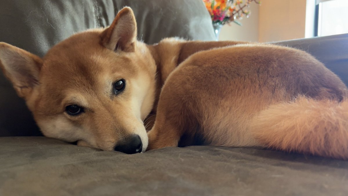 rock_chalk_sara's tweet image. 28 hours and my little guy is still missing and I can’t breathe. I’ve spent hours looking.
Please let me know if you know anything. 101st/Antioch area in Overland Park, KS.