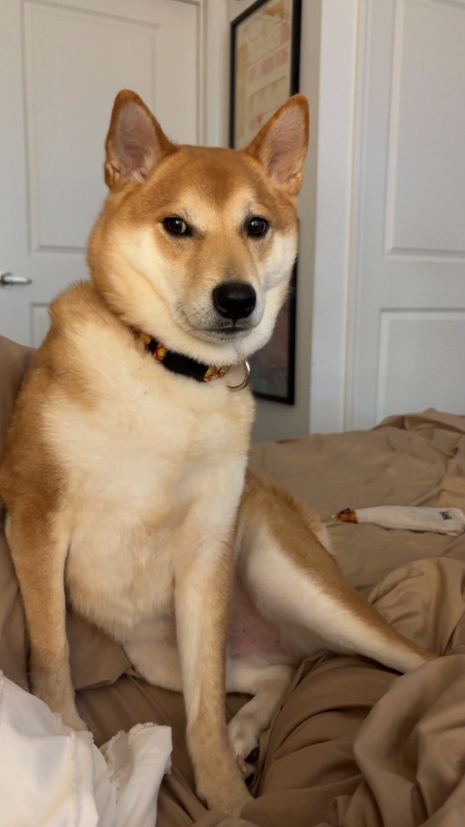 rock_chalk_sara's tweet image. 28 hours and my little guy is still missing and I can’t breathe. I’ve spent hours looking.
Please let me know if you know anything. 101st/Antioch area in Overland Park, KS.