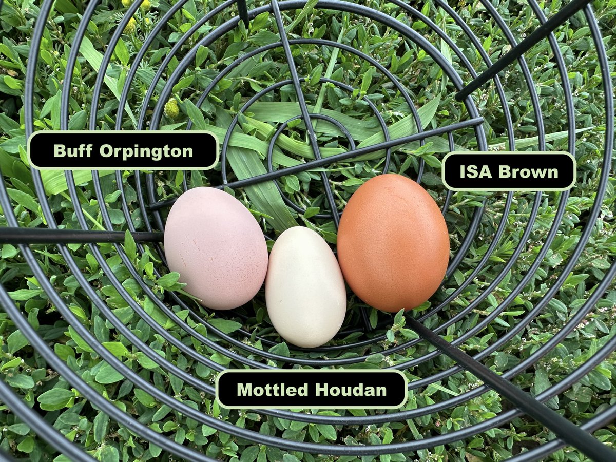TheHenHustle's tweet image. What a day! One of our Mottled Houdan pullets started laying 🥳 🥚🥚🥚 @ 19 weeks and 4 days since hatch.
Her first egg is small, but so cute! The color is not pure white - more like bone.
For comparison, here we have Buff Orpington and ISA Brown eggs alongside it.