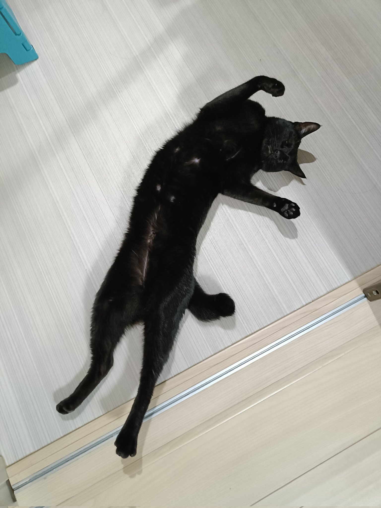 ねこぼ BT05-44-P_05_300x.jpg?v=1689317419