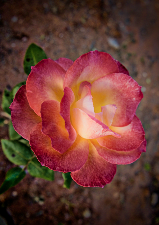 ArtvisionNFT's tweet image. There is a moment - quiet and unseen - when the wind kisses the garden, and the petals begin to dance.
Dance of the Petals
objkt.com/tokens/KT1U64F…