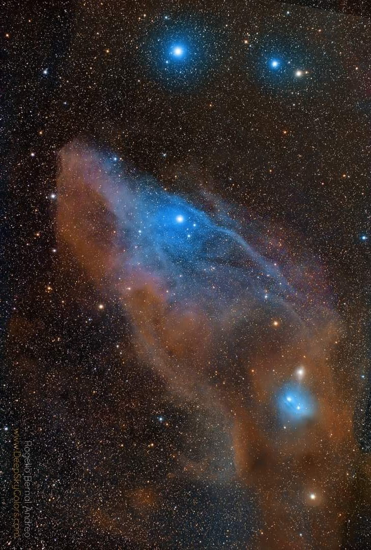 maiz_julio's tweet image. IC4592 Blue Horsehead Nebula in Scorpius constellatión by Rogelio Bernal Andreu (Deep Sky Colors)