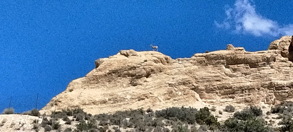o2bcd8ed's tweet image. Love seeing Bighorn sheep on top of the mountain ποΈ. #Bighorn #Sheep #Arizona #Wildanimals