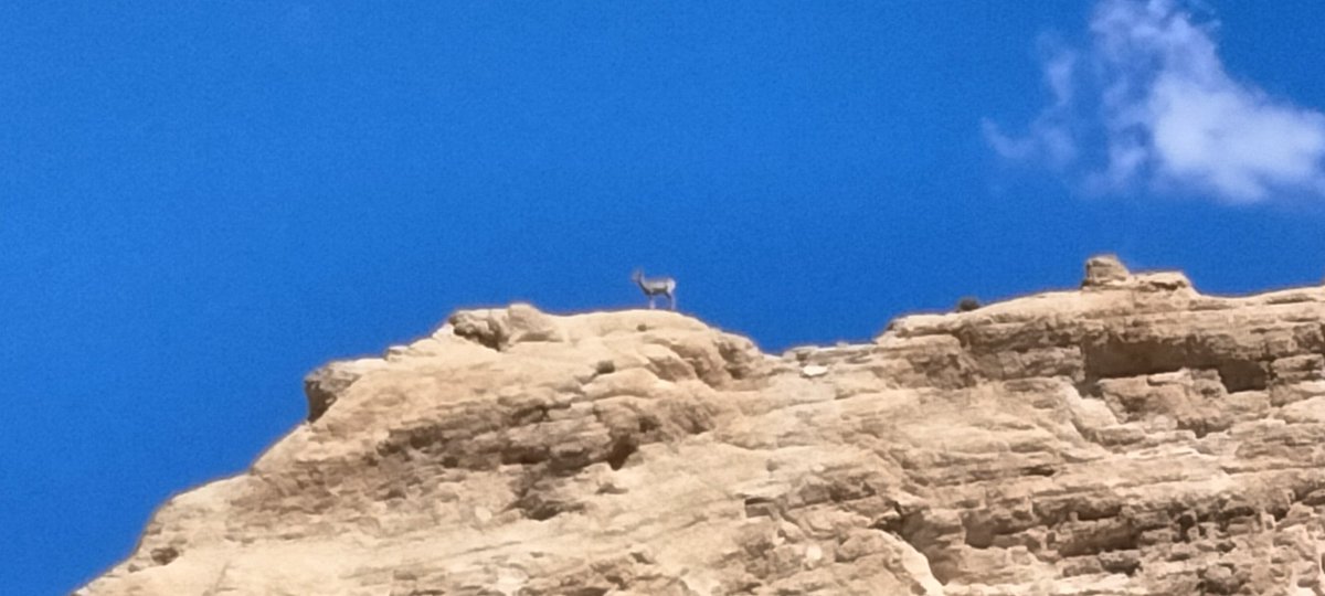 o2bcd8ed's tweet image. Love seeing Bighorn sheep on top of the mountain ποΈ. #Bighorn #Sheep #Arizona #Wildanimals