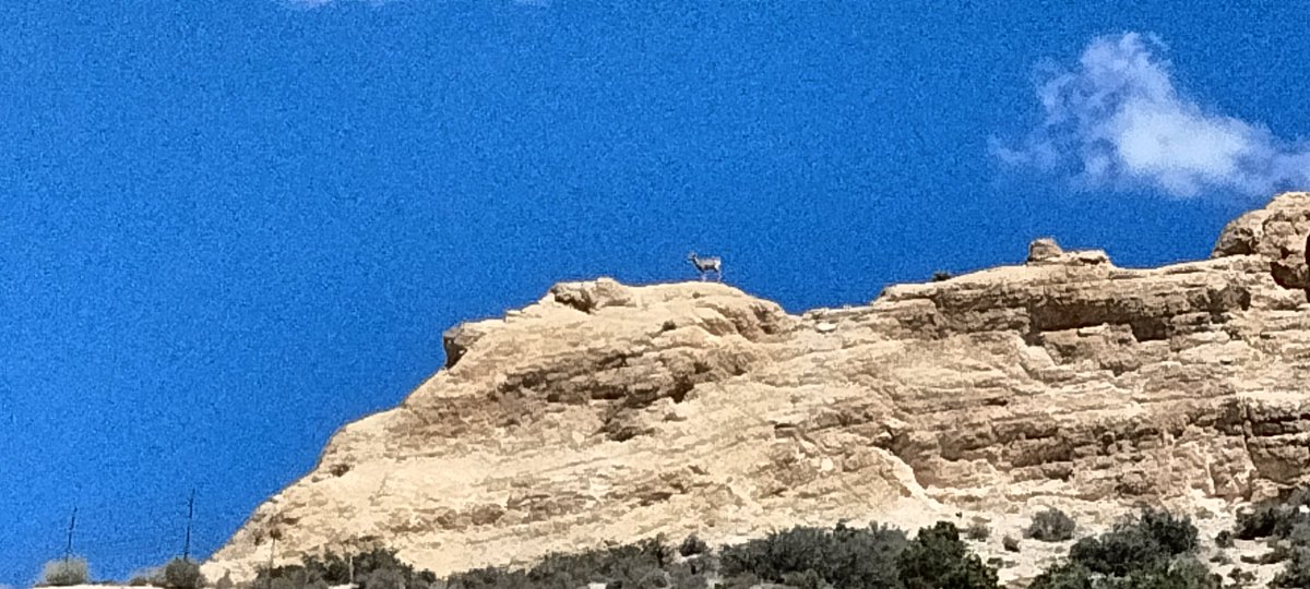 o2bcd8ed's tweet image. Love seeing Bighorn sheep on top of the mountain ποΈ. #Bighorn #Sheep #Arizona #Wildanimals