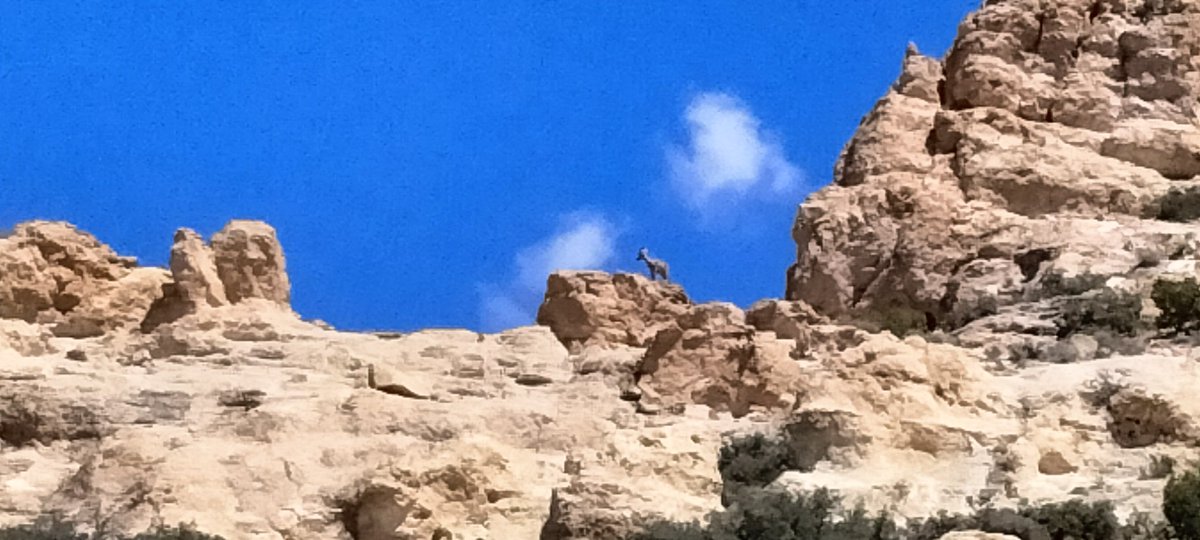 o2bcd8ed's tweet image. Love seeing Bighorn sheep on top of the mountain ποΈ. #Bighorn #Sheep #Arizona #Wildanimals