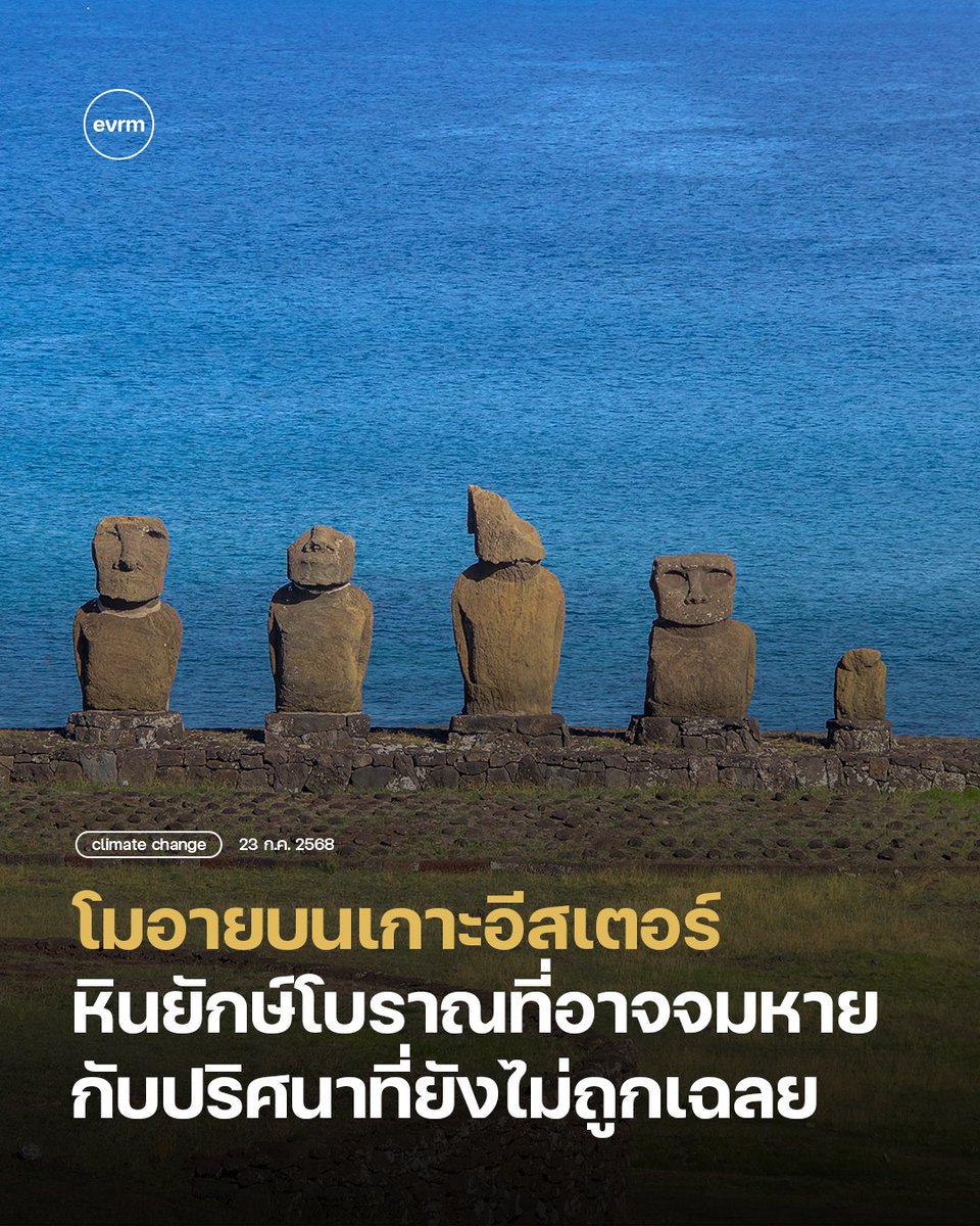 environmanth's tweet image. CLIMATE CHANGE: ประติมากรรมลี้ลับ “โมอาย” หินยักษ์โบราณบนเกาะอีสเตอร์อาจสูญหายเพราะโลกรวนกับปริศนาอารยธรรมที่ยังไม่ถูกเฉลย
เกาะอีสเตอร์แห่งนี้ถูกขนานนามว่าเป็น “ดินแดนแห่งโมอาย” ประติมากรรมที่ดึงดูดนักท่องเที่ยวมาบนเกาะกว่าแสนคนต่อปี เกาะนี้เป็นพื้นที่ใต้ปกครองของชิลี…