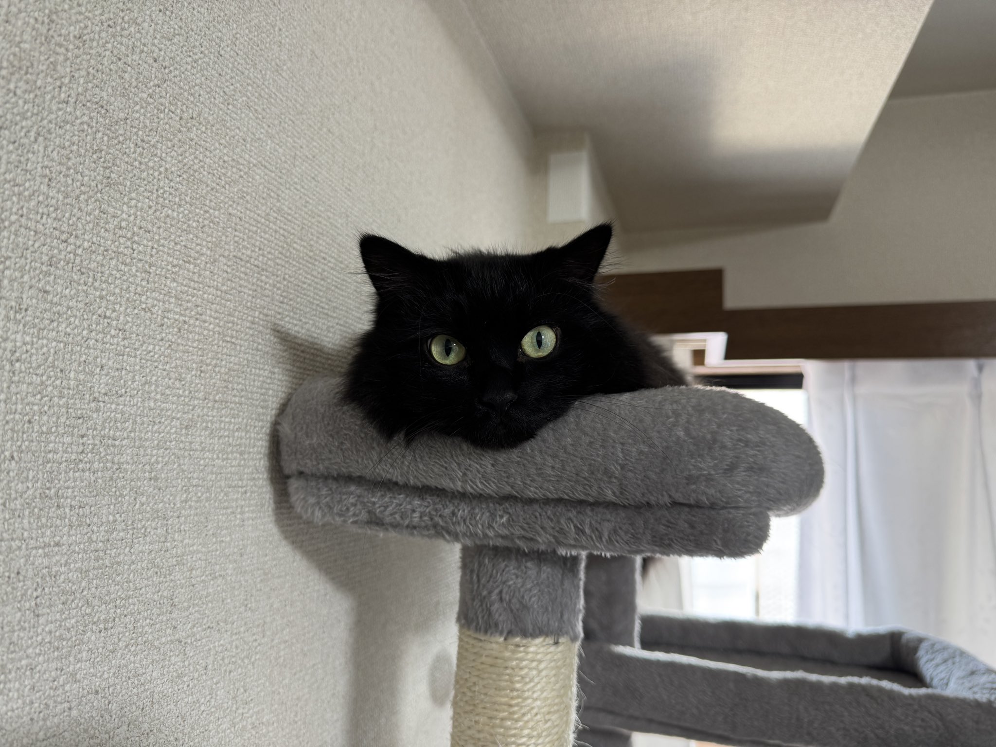 黒猫 黒猫 (立東舎 乙女の本棚) | エドガー・アラン・ポー, まくら