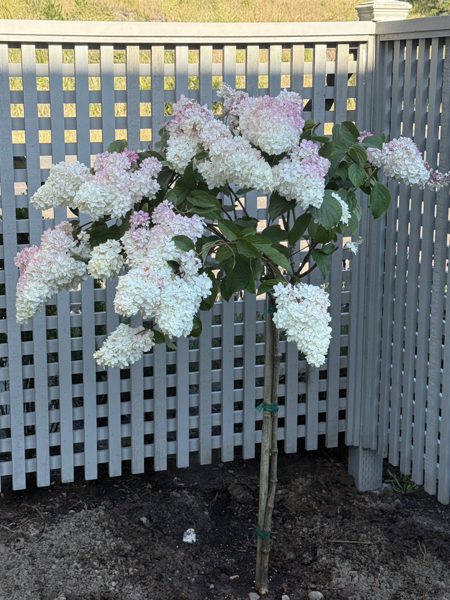 UKcoachbrooks's tweet image. Got this planted today. I road in the trunk getting it back to the house. Looks great.