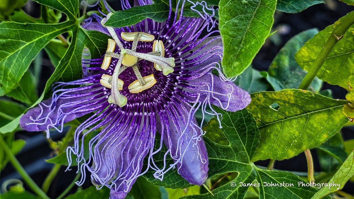 Element321's tweet photo. Passion vine in the yard is finally blooming.
#naturephotography #wildlifephotography #wildflowers #naturelover #exploreoutdoors #discovernature #Texas #photography
#backroad_visions #tmwanders #ipulledoverforthis
#GalaxyS25Ultra #SamsungPhotography #Samsung #WithGalaxy https://t.co/wBIh6gVQEy