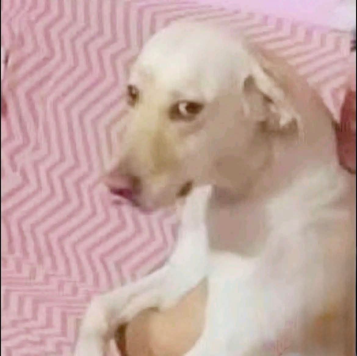 nacional_memes's tweet image. hubieran llevado a Ozzy a la Clínica Santa fé