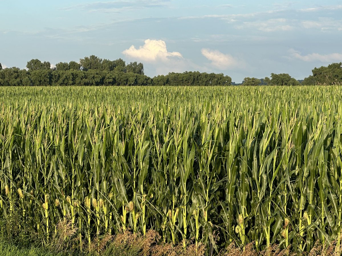 Crops have made quite the turn around after what was looking like a disappointing start with blowing dust in May. Hopefully this active weather pattern the next few weeks stays on the tamer side. Storms ahead of harvest is never fun.