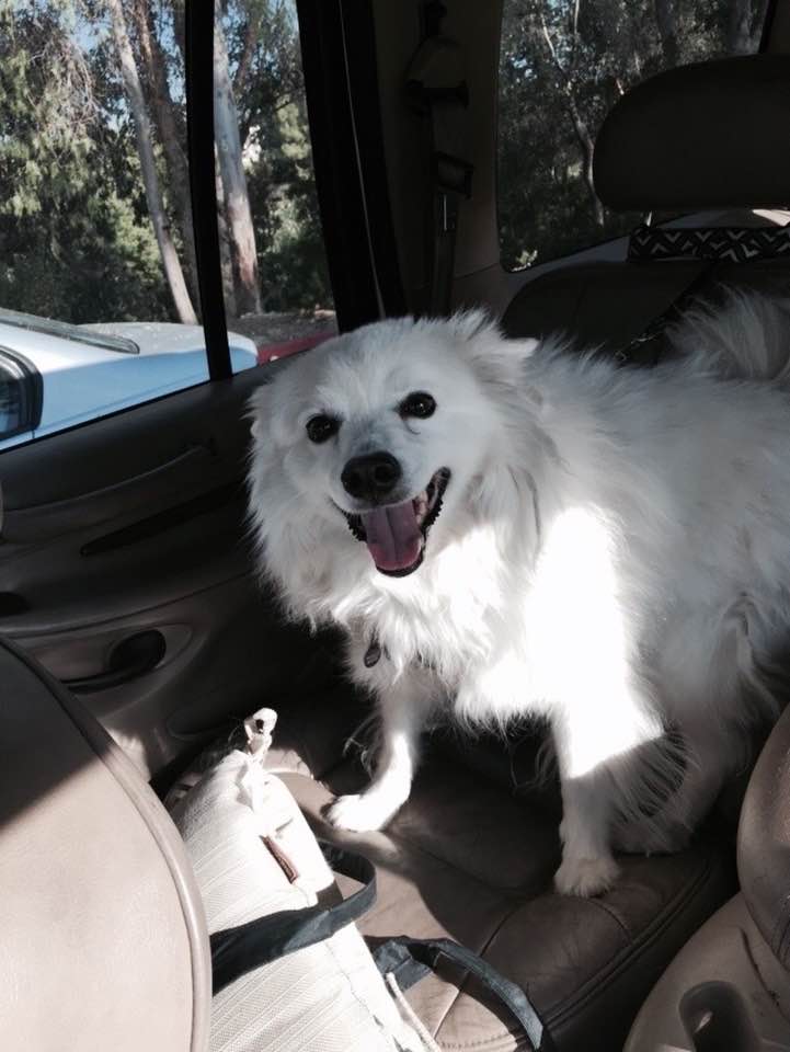 cwwalsh69's tweet image. On a personal note......Jake always loved a car ride. Unfortunately today was his last day. We had a great 16 year run. It was time to let it him go. Tough, but the right decision. Down to 2 dogs now. Rest easy buddy, we will miss you. Pic was from a few years ago......