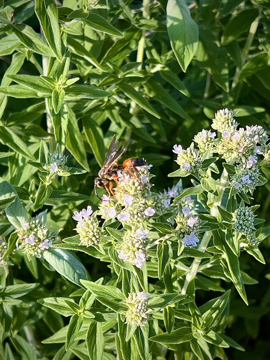 TheLastFarm's tweet image. A Great Golden Digger Wasp (Sphex ichneumoneus) on my Virginia Mountain Mint (Pycnanthemum virginianum)
All of the mountain mints are constantly swarmed with pollinators, especially wasps